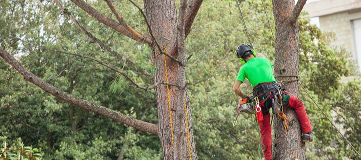 Abattage d’arbres à Brest (29200) dans le Finistère (29)