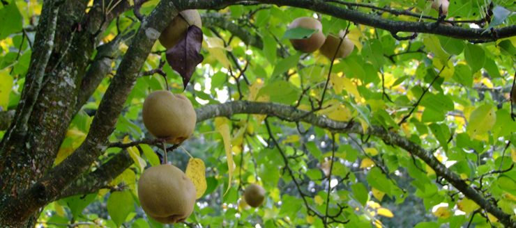 Taille d’arbres fruitiers à Brest (29200) dans le Finistère (29) Taille d’arbres fruitiers à Brest (29200) dans le Finistère (29)