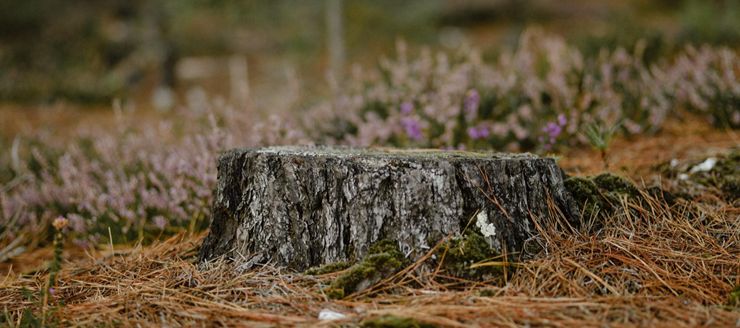 Dessouchage à Brest (29200) dans le Finistère (29) Dessouchage à Brest (29200) dans le Finistère (29)