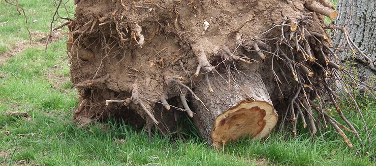 Contactez Asm Elagueur Grimpeur pour l'élagage de vos arbres à Brest (29200) dans le Finistère (29)