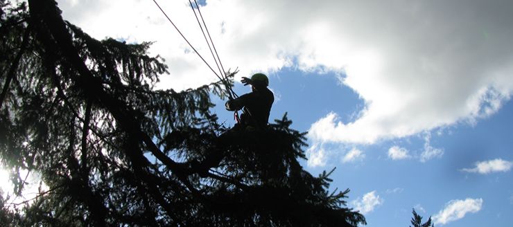 Élagage d’arbres à Brest (29200) dans le Finistère (29)