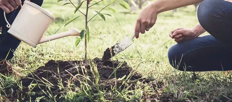 Plantation d’arbres à Brest (29200) dans le Finistère (29) Plantation d’arbres à Brest (29200) dans le Finistère (29)