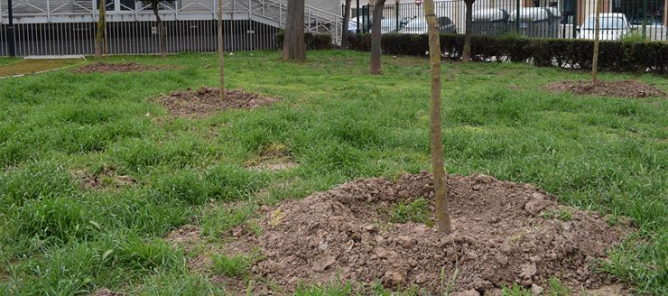 Contactez Asm Elagueur Grimpeur pour l'élagage de vos arbres à Brest (29200) dans le Finistère (29) Contactez Asm Elagueur Grimpeur pour l'élagage de vos arbres à Brest (29200) dans le Finistère (29)