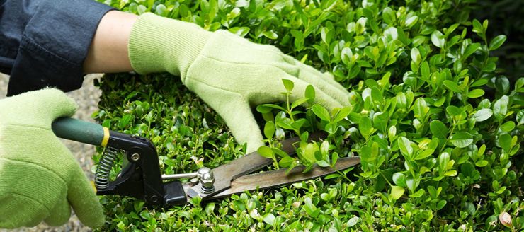 Taille de haies à Brest (29200) dans le Finistère (29) Taille de haies à Brest (29200) dans le Finistère (29)