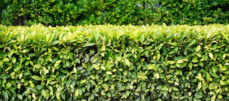 Contactez Asm Elagueur Grimpeur pour l'élagage de vos arbres à Brest (29200) dans le Finistère (29) Contactez Asm Elagueur Grimpeur pour l'élagage de vos arbres à Brest (29200) dans le Finistère (29)